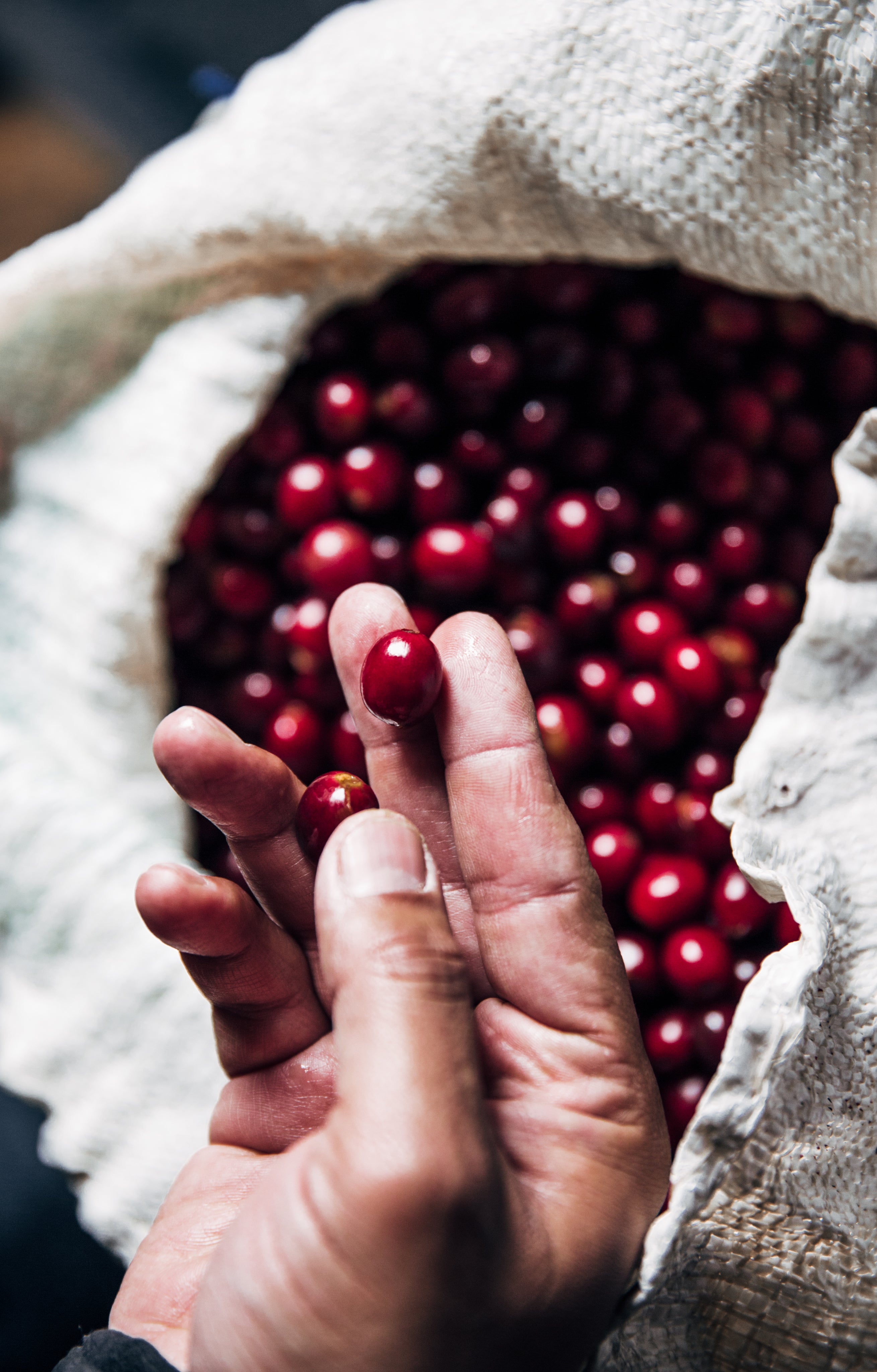 image of man holding coffee cherry in white background